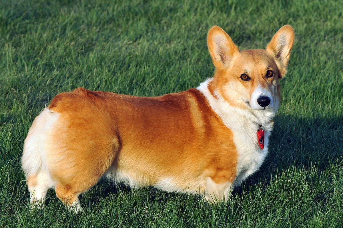 You are currently viewing Pembroke Welsh Corgi