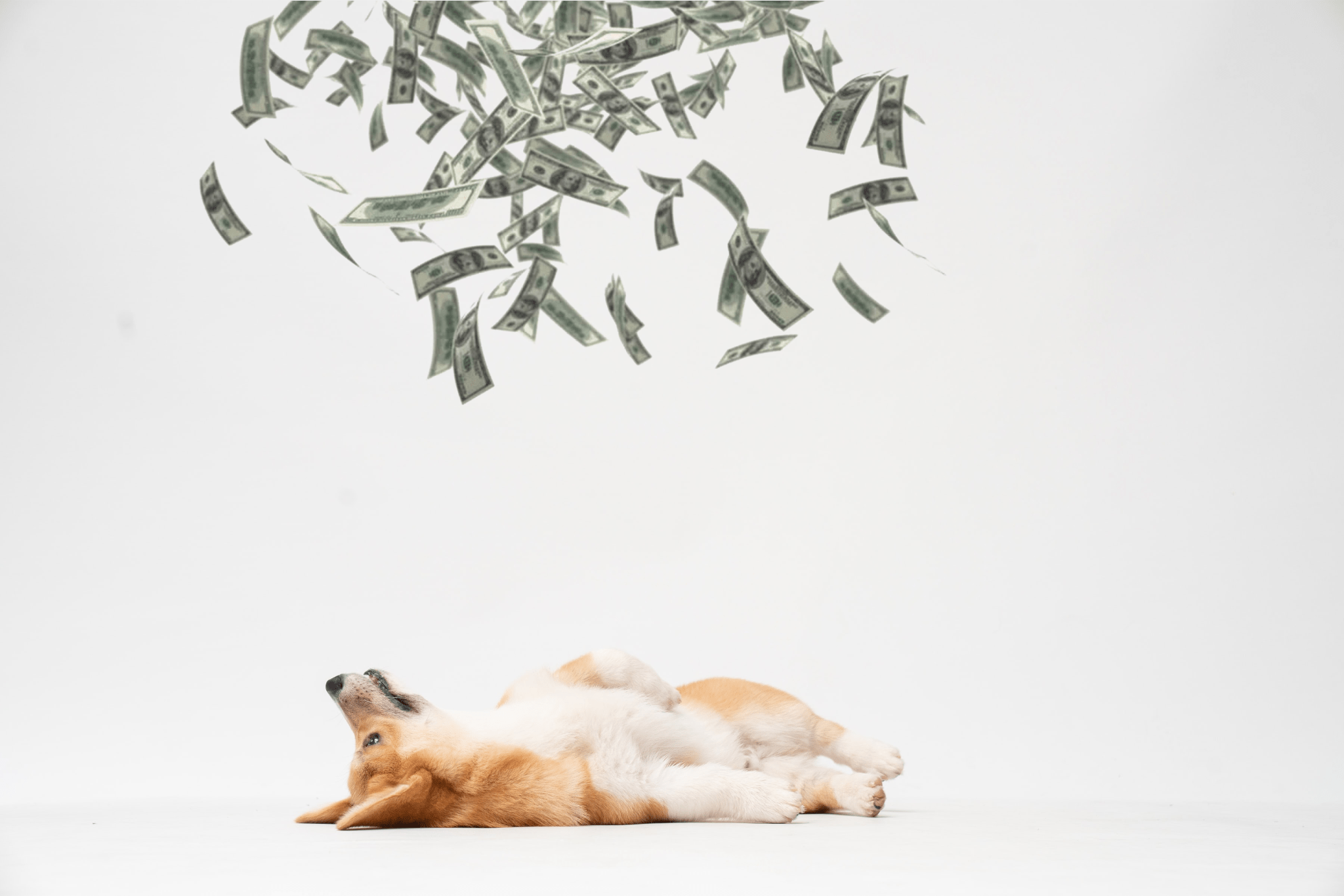 You are currently viewing How Much Is A Corgi? Corgi Cost Guide