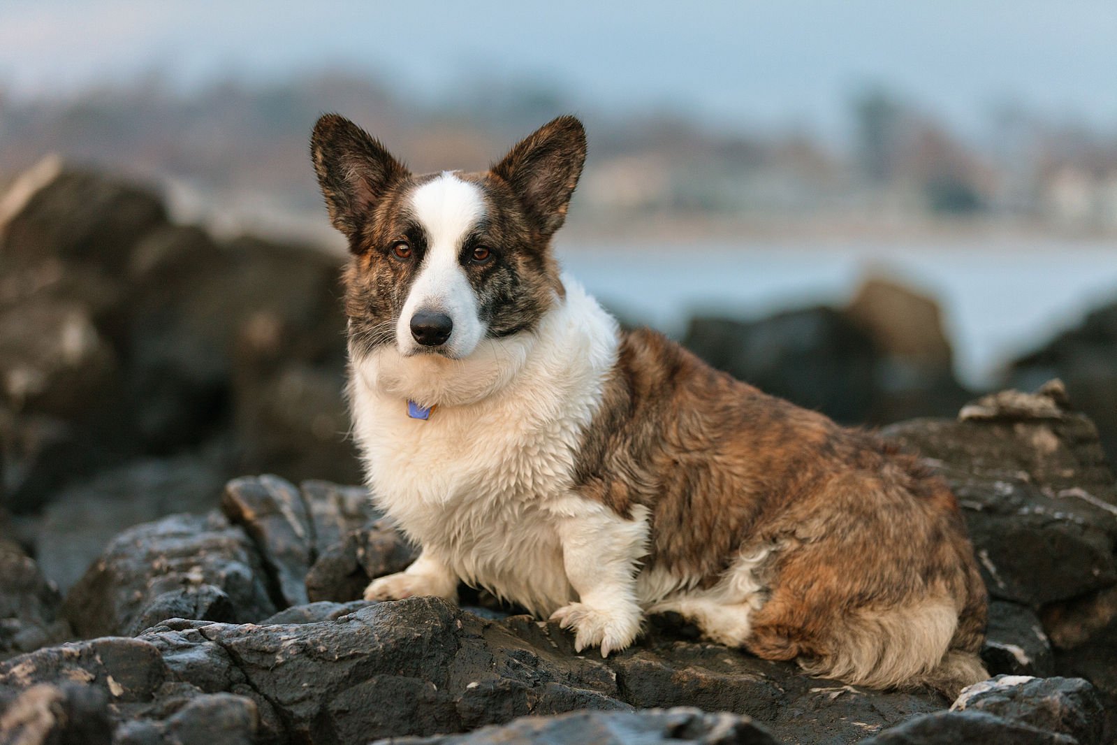 You are currently viewing Cardigan Welsh Corgi