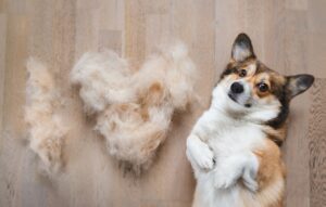 Read more about the article How Much Do Corgis Shed?