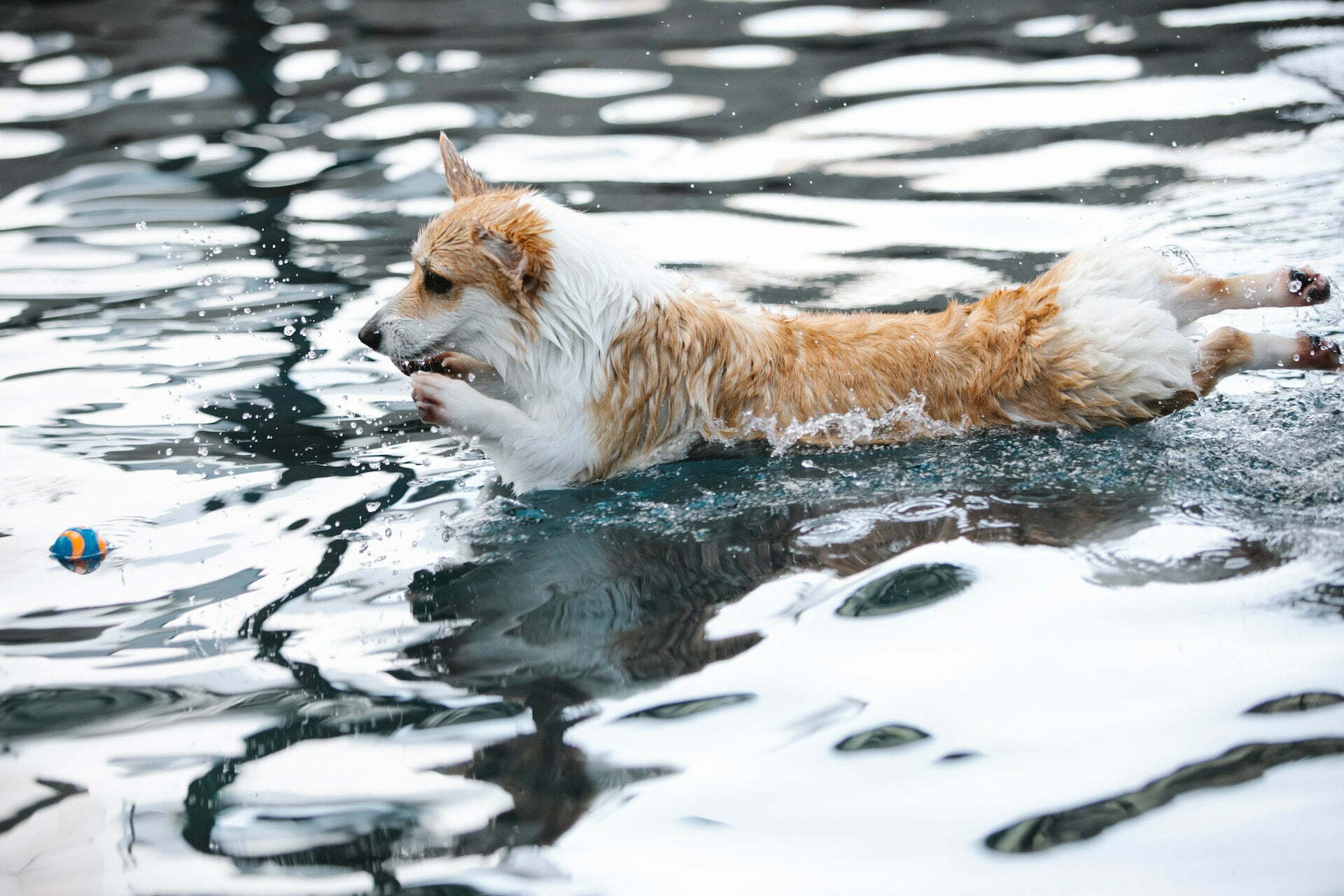 You are currently viewing Why Do Corgi Butts Float?