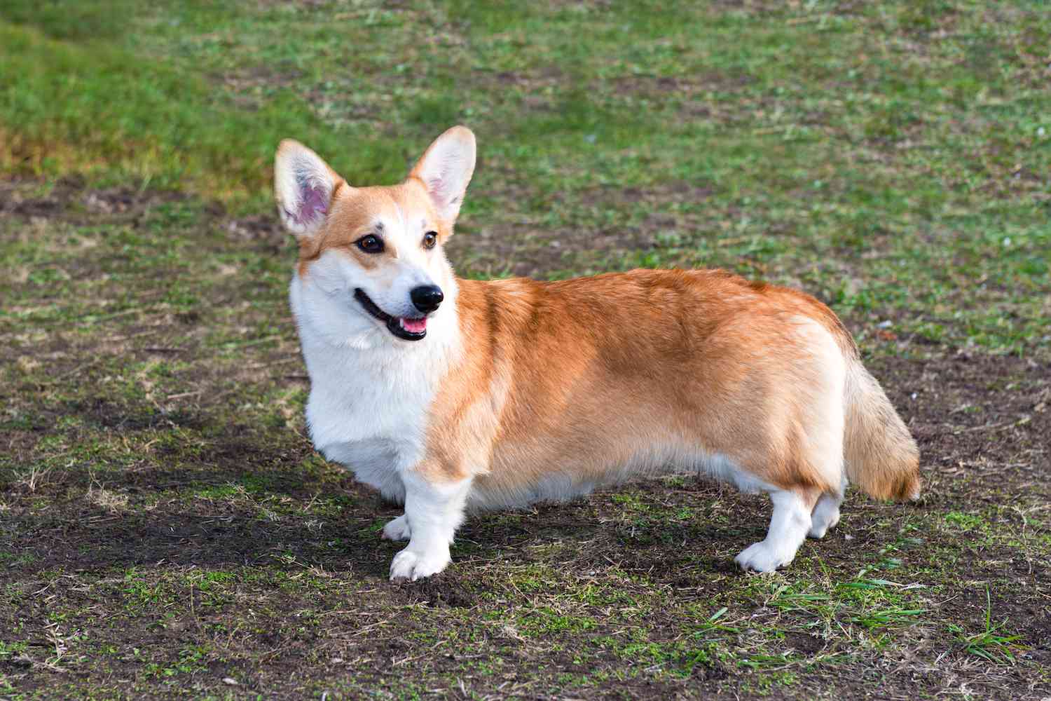 Read more about the article Do Corgis Have Tails?