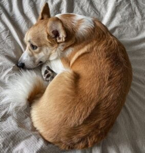 Read more about the article Best Dog Bed For Corgi