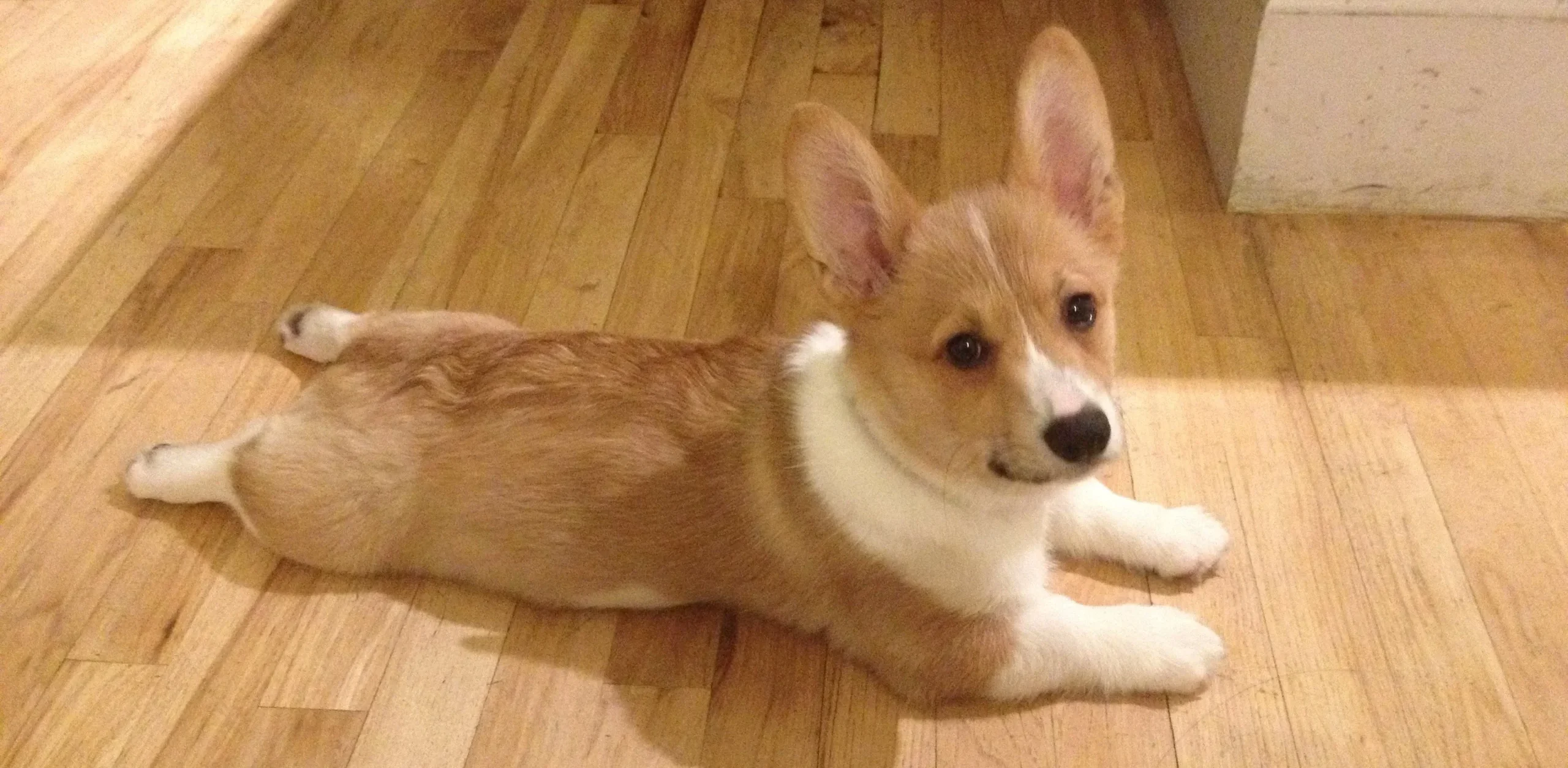 You are currently viewing Why Do Corgis Sploot?