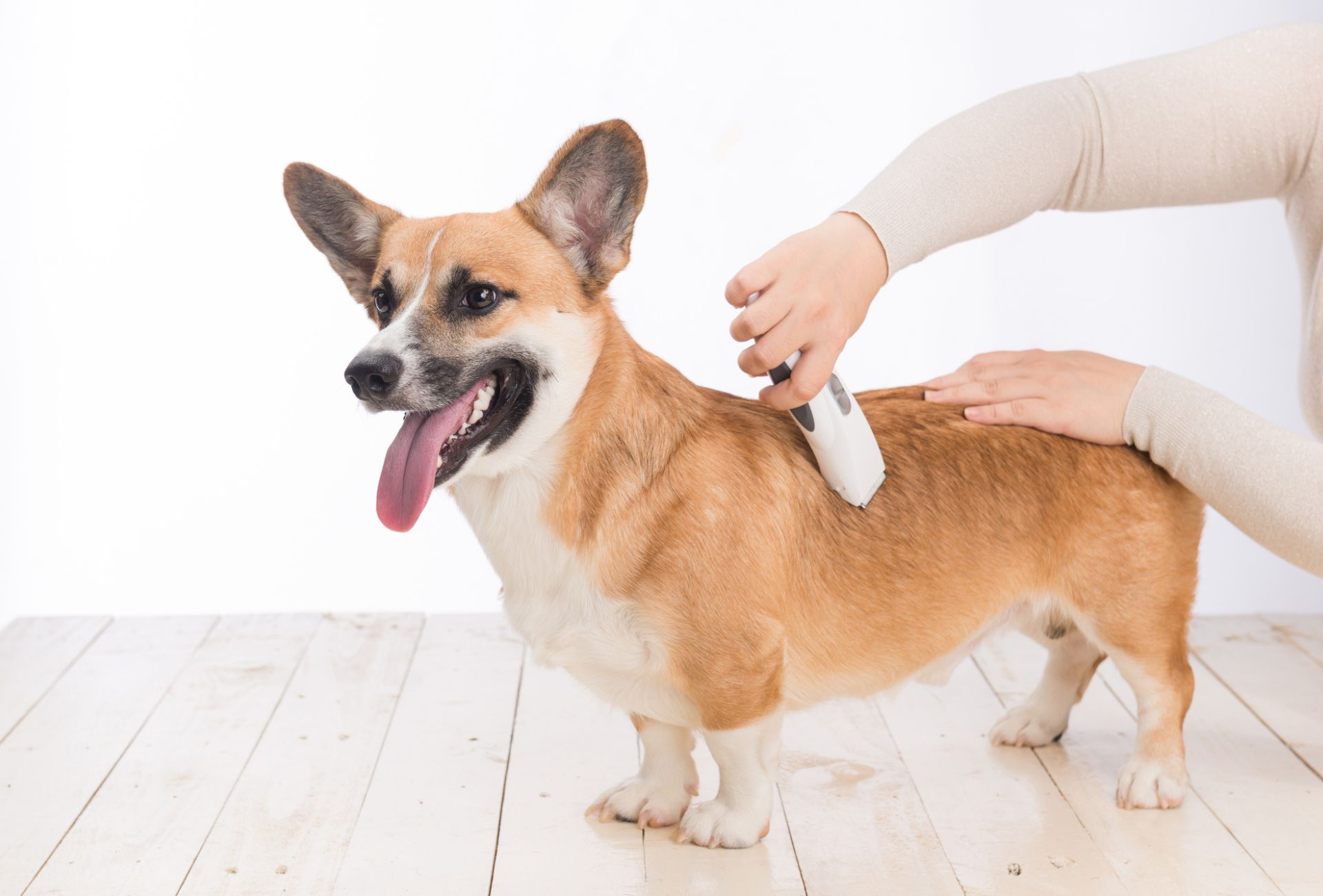 Read more about the article Can You Shave Corgis?