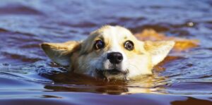 Read more about the article Can Corgis Swim?