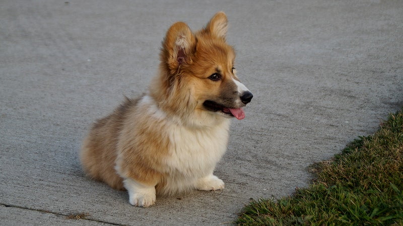 Read more about the article Are Corgis Hypoallergenic? What To Know